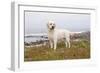 Yellow Labrador Retriever Standing in Ice-Plant Along Pacific Coast, Monterey Bay, California, USA-Lynn M^ Stone-Framed Photographic Print