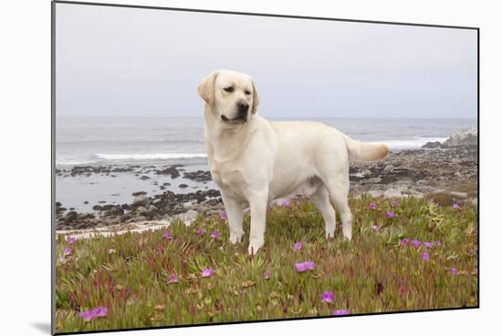 Yellow Labrador Retriever Standing in Ice-Plant Along Pacific Coast, Monterey Bay, California, USA-Lynn M^ Stone-Mounted Photographic Print