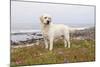 Yellow Labrador Retriever Standing in Ice-Plant Along Pacific Coast, Monterey Bay, California, USA-Lynn M^ Stone-Mounted Photographic Print