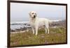 Yellow Labrador Retriever Standing in Ice-Plant Along Pacific Coast, Monterey Bay, California, USA-Lynn M^ Stone-Framed Photographic Print