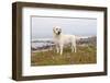 Yellow Labrador Retriever Standing in Ice-Plant Along Pacific Coast, Monterey Bay, California, USA-Lynn M^ Stone-Framed Photographic Print