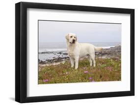 Yellow Labrador Retriever Standing in Ice-Plant Along Pacific Coast, Monterey Bay, California, USA-Lynn M^ Stone-Framed Photographic Print