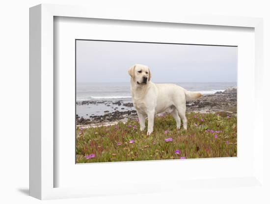 Yellow Labrador Retriever Standing in Ice-Plant Along Pacific Coast, Monterey Bay, California, USA-Lynn M^ Stone-Framed Photographic Print