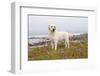 Yellow Labrador Retriever Standing in Ice-Plant Along Pacific Coast, Monterey Bay, California, USA-Lynn M^ Stone-Framed Photographic Print