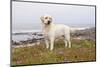 Yellow Labrador Retriever Standing in Ice-Plant Along Pacific Coast, Monterey Bay, California, USA-Lynn M^ Stone-Mounted Photographic Print