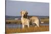 Yellow Labrador Retriever Standing in Salt Grass at Edge of Salt Marsh Pond, Charlestown-Lynn M^ Stone-Stretched Canvas