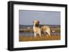 Yellow Labrador Retriever Standing in Salt Grass at Edge of Salt Marsh Pond, Charlestown-Lynn M^ Stone-Framed Photographic Print