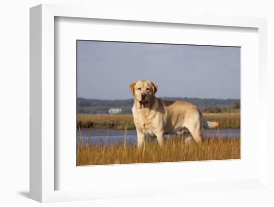 Yellow Labrador Retriever Standing in Salt Grass at Edge of Salt Marsh Pond, Charlestown-Lynn M^ Stone-Framed Photographic Print