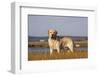 Yellow Labrador Retriever Standing in Salt Grass at Edge of Salt Marsh Pond, Charlestown-Lynn M^ Stone-Framed Photographic Print