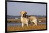 Yellow Labrador Retriever Standing in Salt Grass at Edge of Salt Marsh Pond, Charlestown-Lynn M^ Stone-Framed Photographic Print