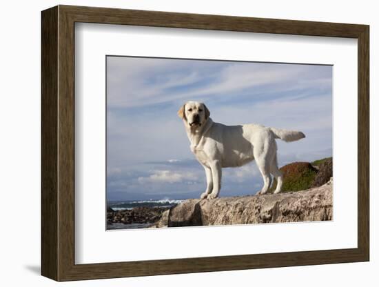 Yellow Labrador Retriever Standing on Rocky Shelf by Pacific Ocean, Monterey Peninsula-Lynn M^ Stone-Framed Photographic Print