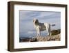 Yellow Labrador Retriever Standing on Rocky Shelf by Pacific Ocean, Monterey Peninsula-Lynn M^ Stone-Framed Photographic Print