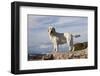 Yellow Labrador Retriever Standing on Rocky Shelf by Pacific Ocean, Monterey Peninsula-Lynn M^ Stone-Framed Photographic Print