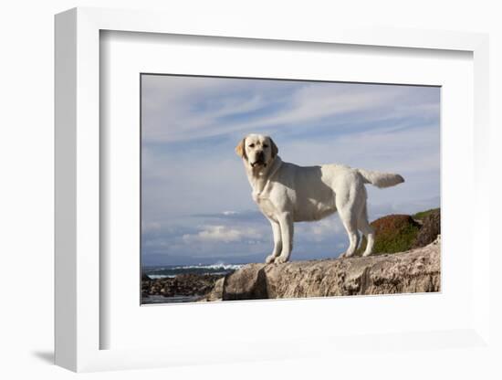 Yellow Labrador Retriever Standing on Rocky Shelf by Pacific Ocean, Monterey Peninsula-Lynn M^ Stone-Framed Photographic Print