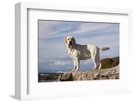 Yellow Labrador Retriever Standing on Rocky Shelf by Pacific Ocean, Monterey Peninsula-Lynn M^ Stone-Framed Photographic Print