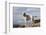 Yellow Labrador Retriever Standing on Rocky Shelf by Pacific Ocean, Monterey Peninsula-Lynn M^ Stone-Framed Photographic Print