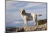 Yellow Labrador Retriever Standing on Rocky Shelf by Pacific Ocean, Monterey Peninsula-Lynn M^ Stone-Mounted Photographic Print