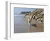 Yellow Labrador Retriever Walking in Sand at Hendrey's Beach in Santa Barbara, California, USA-Zandria Muench Beraldo-Framed Photographic Print