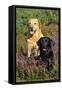 Yellow Labrador Sitting Behind Black Labrador-null-Framed Stretched Canvas