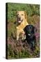 Yellow Labrador Sitting Behind Black Labrador-null-Stretched Canvas