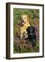 Yellow Labrador Sitting Behind Black Labrador-null-Framed Photographic Print