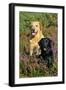 Yellow Labrador Sitting Behind Black Labrador-null-Framed Photographic Print