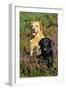 Yellow Labrador Sitting Behind Black Labrador-null-Framed Photographic Print