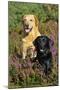 Yellow Labrador Sitting Behind Black Labrador-null-Mounted Photographic Print