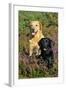 Yellow Labrador Sitting Behind Black Labrador-null-Framed Photographic Print