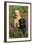 Yellow Labrador Sitting Behind Black Labrador-null-Framed Photographic Print