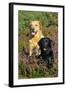 Yellow Labrador Sitting Behind Black Labrador-null-Framed Photographic Print