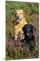 Yellow Labrador Sitting Behind Black Labrador-null-Mounted Photographic Print