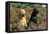Yellow Labrador Sitting Next to Black Labrador-null-Framed Stretched Canvas