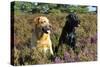 Yellow Labrador Sitting Next to Black Labrador-null-Stretched Canvas