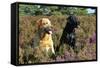 Yellow Labrador Sitting Next to Black Labrador-null-Framed Stretched Canvas