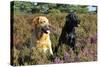 Yellow Labrador Sitting Next to Black Labrador-null-Stretched Canvas