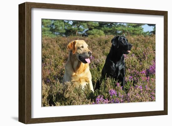 Yellow Labrador Sitting Next to Black Labrador-null-Framed Photographic Print