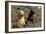 Yellow Labrador Sitting Next to Black Labrador-null-Framed Photographic Print