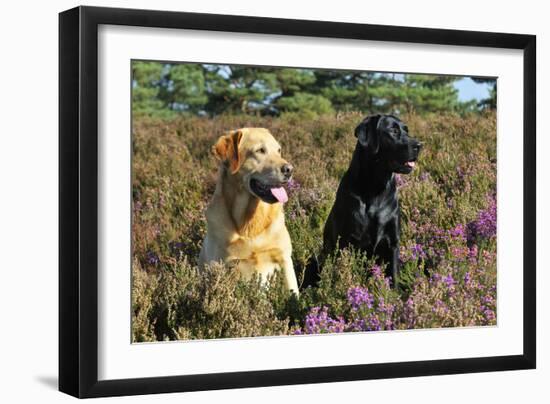 Yellow Labrador Sitting Next to Black Labrador-null-Framed Photographic Print