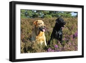 Yellow Labrador Sitting Next to Black Labrador-null-Framed Photographic Print