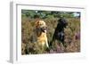 Yellow Labrador Sitting Next to Black Labrador-null-Framed Photographic Print