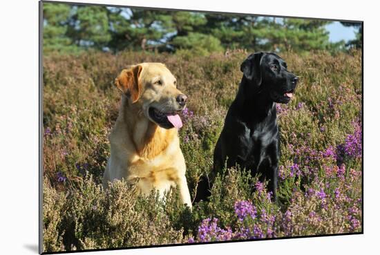 Yellow Labrador Sitting Next to Black Labrador-null-Mounted Photographic Print