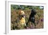 Yellow Labrador Sitting Next to Black Labrador-null-Framed Photographic Print