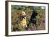 Yellow Labrador Sitting Next to Black Labrador-null-Framed Photographic Print