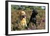 Yellow Labrador Sitting Next to Black Labrador-null-Framed Photographic Print