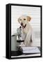 Yellow Labrador Wearing Lab Coat with Microscope-null-Framed Stretched Canvas
