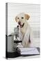 Yellow Labrador Wearing Lab Coat with Microscope-null-Stretched Canvas