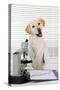 Yellow Labrador Wearing Lab Coat with Microscope-null-Stretched Canvas