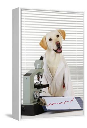 yellow lab coat