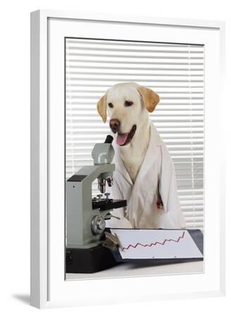 labrador in a lab coat